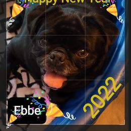 Ebbe - Pug (Non-standard)