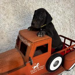 Green Collar Girl - Black and white female Great Dane puppy in Wimberley, Texas from Heart of Texas Great Danes