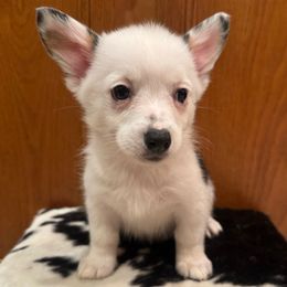 LeeAnn - White and black female Pembroke Welsh Corgi puppy in Rosharon, Texas from Hallin’ Corgis