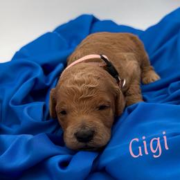Gigi - Apricot female Goldendoodle puppy in Willacoochee, Georgia from Kitandkboodle's Doodles