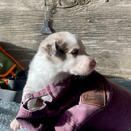 Alfrikr - White and red merle male Border Collie puppy in Aledo, Illinois from Claycreek Ranch