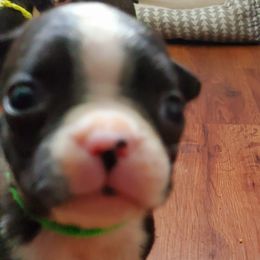 Boston Terrier Puppies from The Christian Bostons