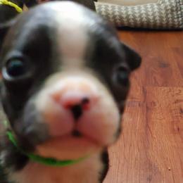 Boston Terrier Puppies from The Christian Bostons