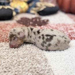 Autumn - Dapple female Dachshund puppy in Purdy, Missouri from Shotgun Pups