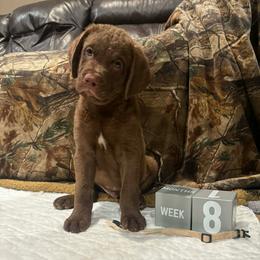 White Dot - Brown male Chesapeake Bay Retriever puppy in Wisconsin Dells, Wisconsin from Kilbourn Chesapeakes