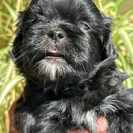 Buster - Black and white male Shih Tzu puppy in Victorville, California from Precioustzus