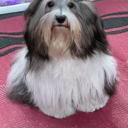 "Merci Was Bea from Into the Wild Litter" Havanese Puppies from Endearing Havanese