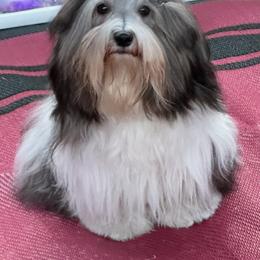 "Merci Was Bea from Into the Wild Litter" Havanese Puppies from Endearing Havanese
