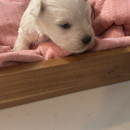 Miniature Schnauzer Puppies from Bar W Schnauzers