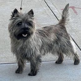 Patryck - Cairn Terrier