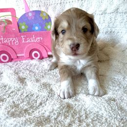 Aussiedoodle Puppies from A Dose Of Doodle