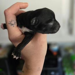 Toothless - Black and white male Chihuahua puppy in Springfield, Missouri from Carly Parker