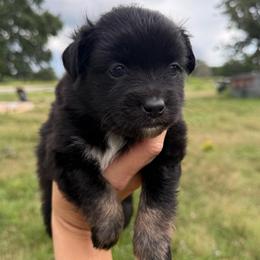 Cherry - Black tri female Miniature Australian Shepherd puppy in Iola, Texas from MK Aussies
