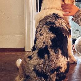 American Corgis and Pembroke Welsh Corgis from San Diego Corgi Haven