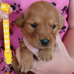 Yellow - Dark golden female Golden Retriever puppy in Lanesboro, Minnesota from Eagle Ridge Golden Retrievers