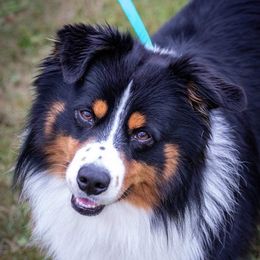 Ptar - Miniature American Shepherd