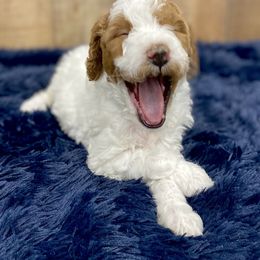 Goldendoodle and Poodle Puppies from Picture Perfect Doodles