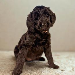Pink girl - Black female Goldendoodle puppy in Valdese, North Carolina from Doodling All Day Goldendoodles