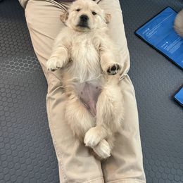 Golden Retriever Puppies from Golden Hour Golden Retrievers
