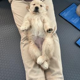 Golden Retriever Puppies from Golden Hour Golden Retrievers