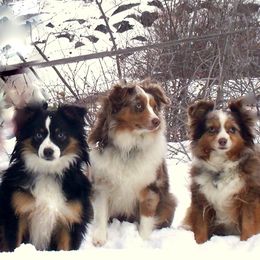 Toy Australian Shepherds from Flying Walker Toy Aussies
