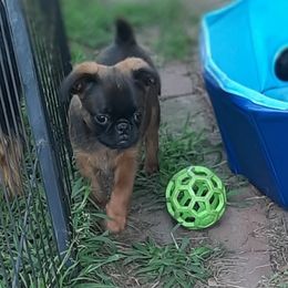 Budah - Belge male Brussels Griffon puppy in Ashland, Massachusetts from Amelyn Show Dogs