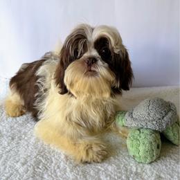 Bones - Liver and white male Shih Tzu puppy in Ocala, Florida from Mimi's Shih-tzus of Ocala