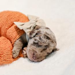 Mexico - Merle female Labradoodle puppy in Kingston, Georgia from CC Familydoodles