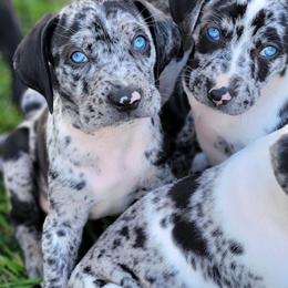 Catahoula Leopard Dog Puppies from Peach Tree Catahoulas