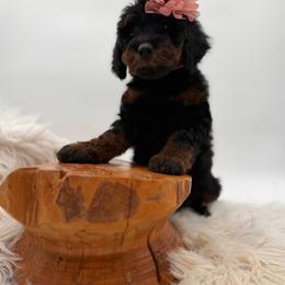 Hazelnut - Tri-color female Bernedoodle puppy in Ocala, Florida from Bernedoodles of Florida