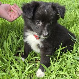Magpie - Black & white female Miniature Australian Shepherd puppy in Arlington, Texas from CopperHead Aussies