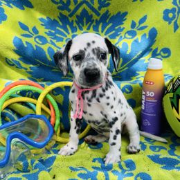 Pink (LUA) - White and black female Dalmatian puppy in Westhoff, Texas from Smart Dalmatians