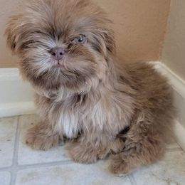 Shih Tzu Puppies from Chimera Shih Tzu