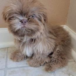 Shih Tzu Puppies from Chimera Shih Tzu