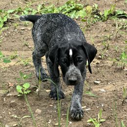 George Harrison - German Shorthaired Pointer puppy from Onyx Retrievers