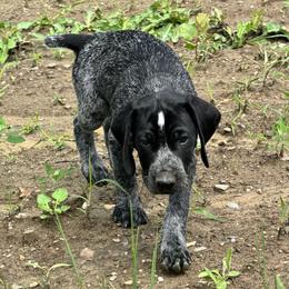 George Harrison - German Shorthaired Pointer puppy from Onyx Retrievers