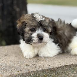 Mason - Black and tan brindle male Havapoo puppy in Bowling Green, Kentucky from Denise Clark