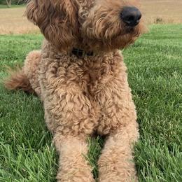 Goldendoodles from Lane Doodles and Poodles