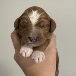 Diamond - Red  female Goldendoodle puppy in Clinton, Utah from Golden Law Kennels