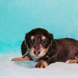 Blue Cream Male - Gray (blue) and cream male Dachshund puppy in Coldwater, Mississippi from Mississippi Shorties Miniature Dachshunds