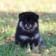 Erica - Black female Finnish Lapphund puppy in Lower Alloways Creek, New Jersey from Curticey Finnish Lapphunds