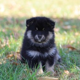 Erica - Black female Finnish Lapphund puppy in Lower Alloways Creek, New Jersey from Curticey Finnish Lapphunds