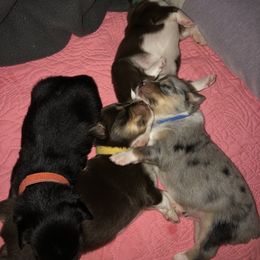Miniature Australian Shepherd Puppies from Ace’s Mini Aussies
