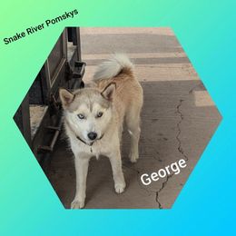 George - Pomsky