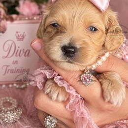 Miss. Dk. Pink-2400 - Red female Dachshund puppy in Ocala/Gainesville, Florida from From the Heart Doxies
