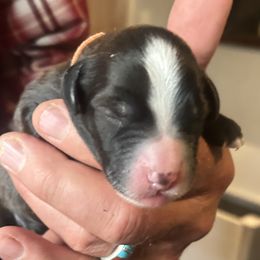 Cooper is 3 days old - Black male Whoodle puppy in Crawford, Colorado from Saddle Mountain Doodles