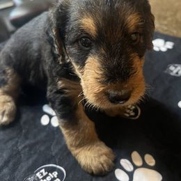 Airedale Terrier Puppies from Royal Aire Kennel