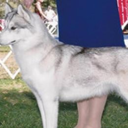 Siberian Huskies from Twilights Kennel