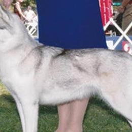 Siberian Huskies from Twilights Kennel