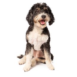 Duke - Bernedoodle
